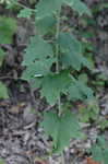 Pale Indian plantain